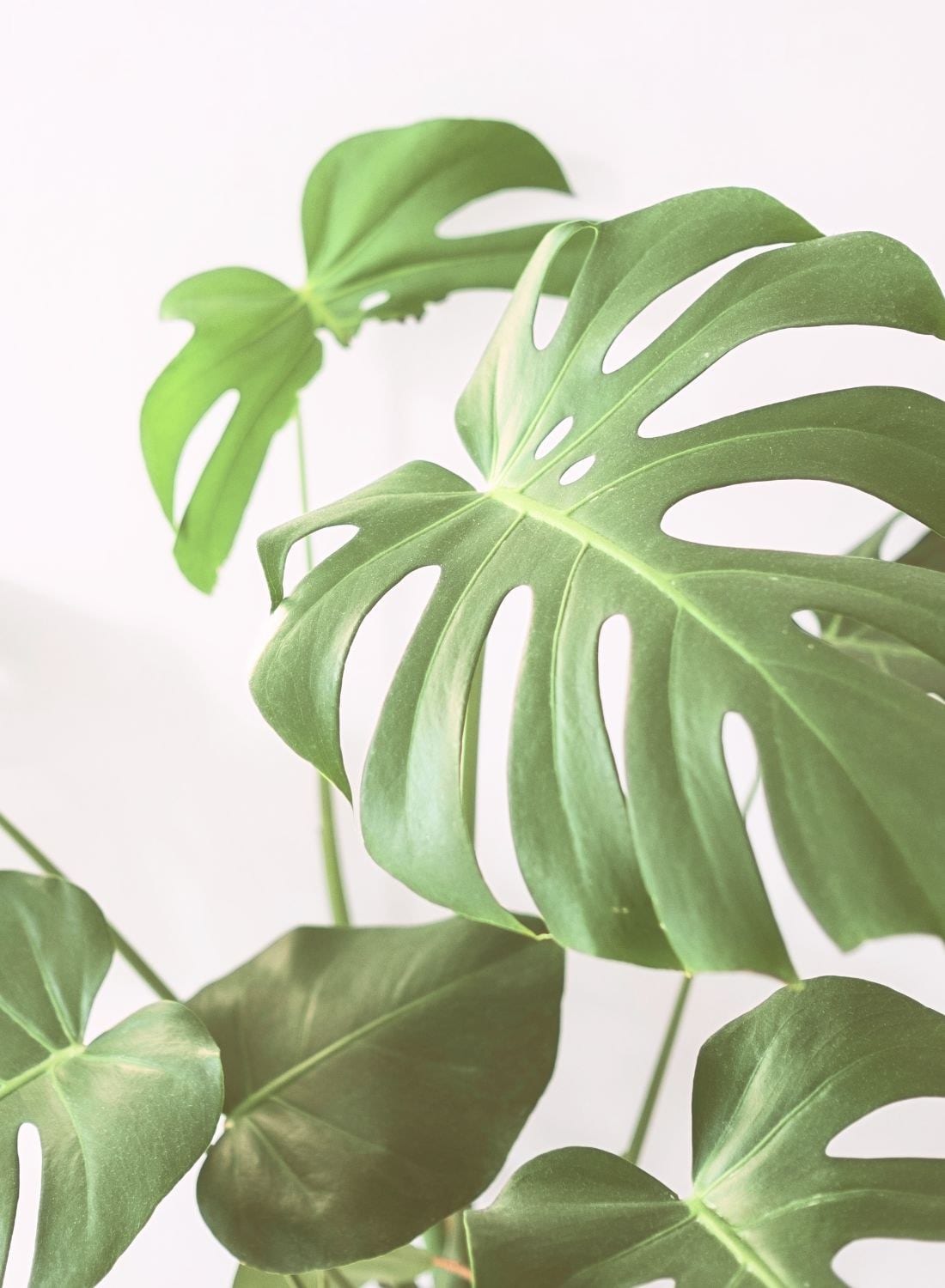 Green monstera leaves against a soft white wall